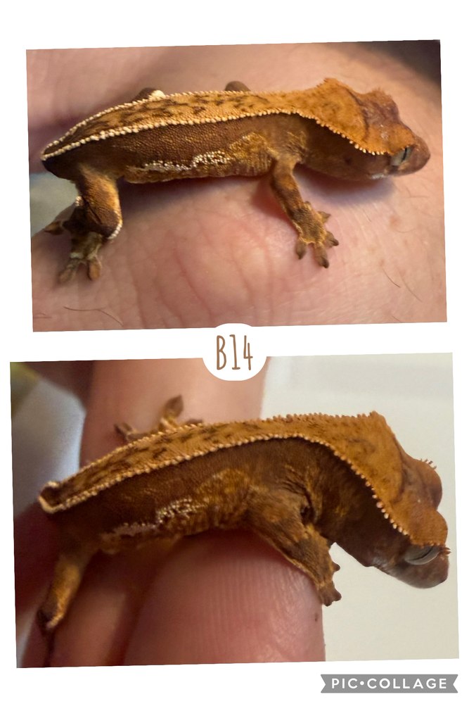 B14