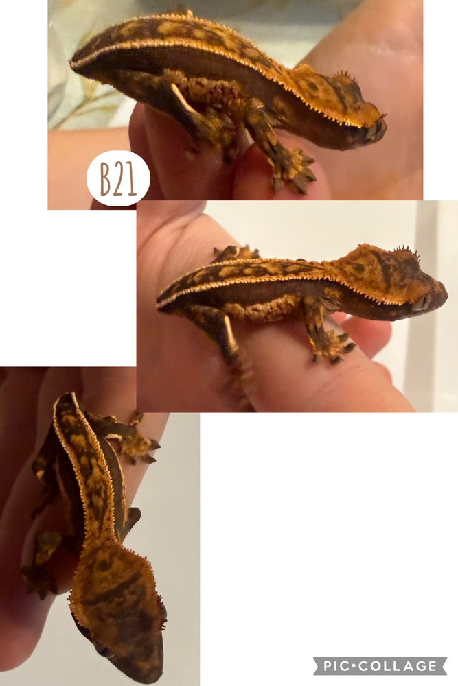 B21